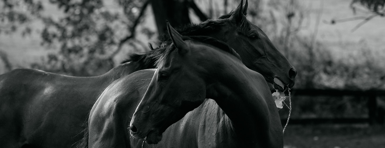 Retired Horses 